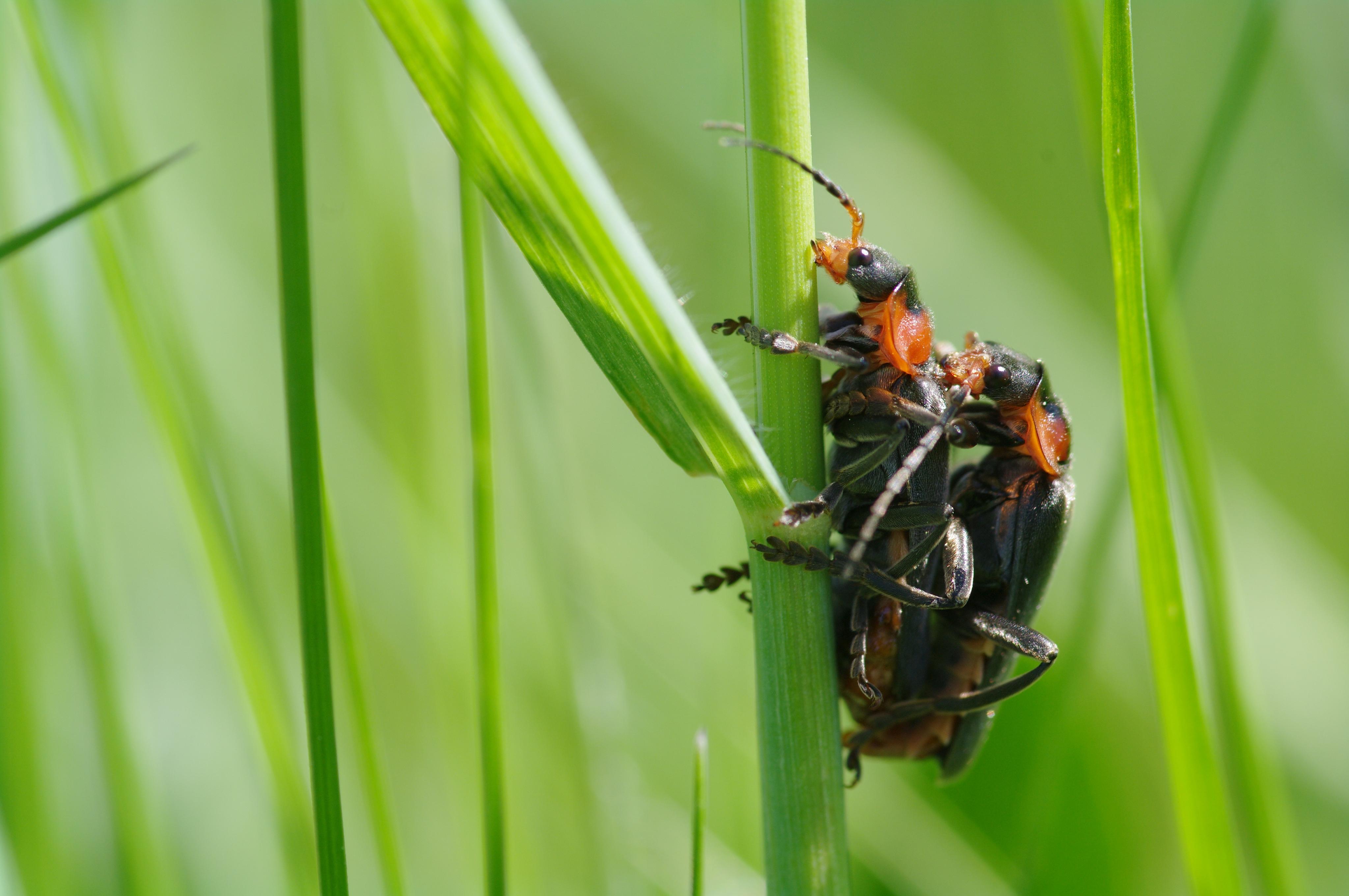 Cantharide, Claude Dopagne