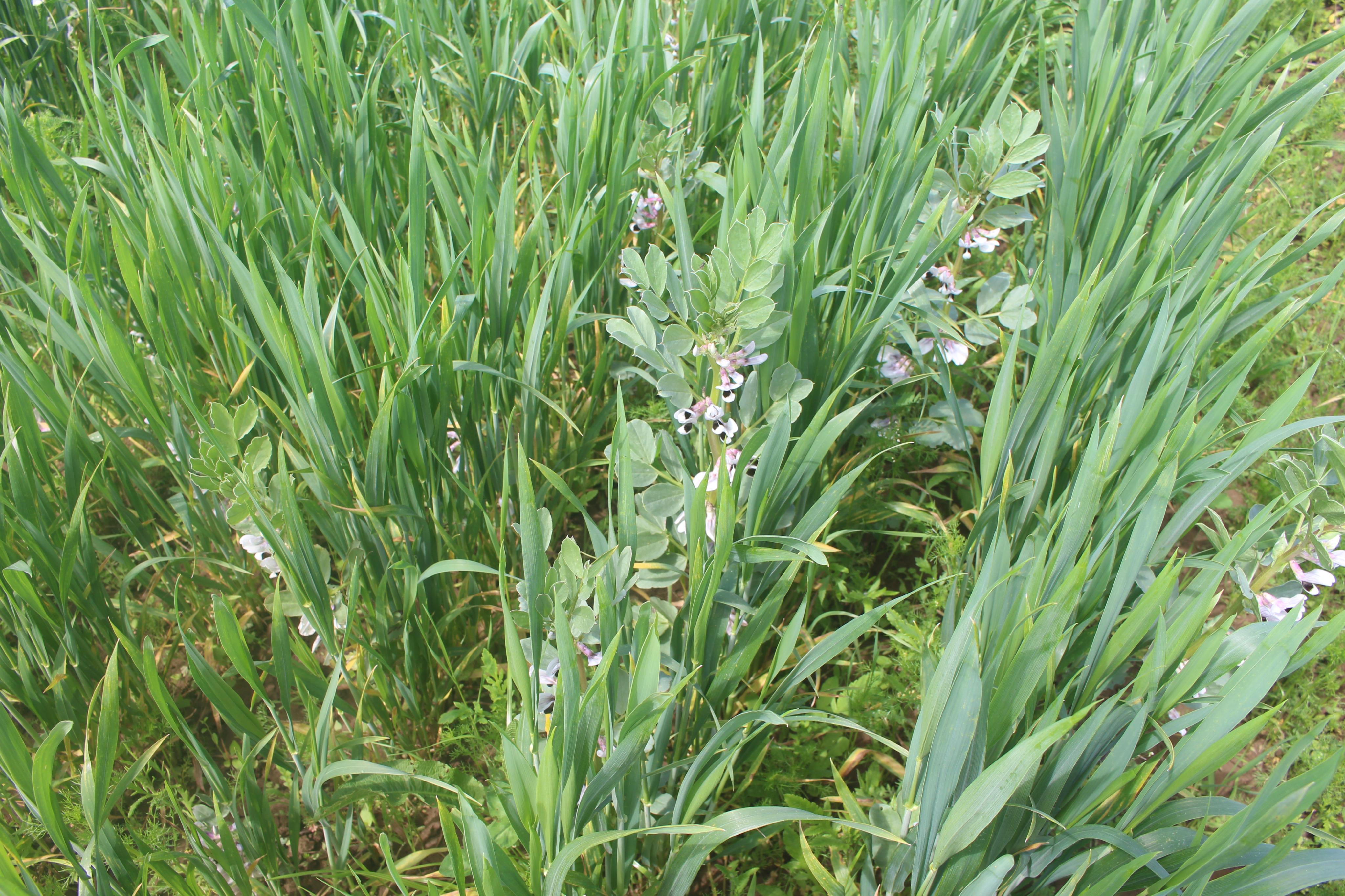 Photo 1 : Cultures synchrones de froment et féveroles en mélange (S. Hatt)