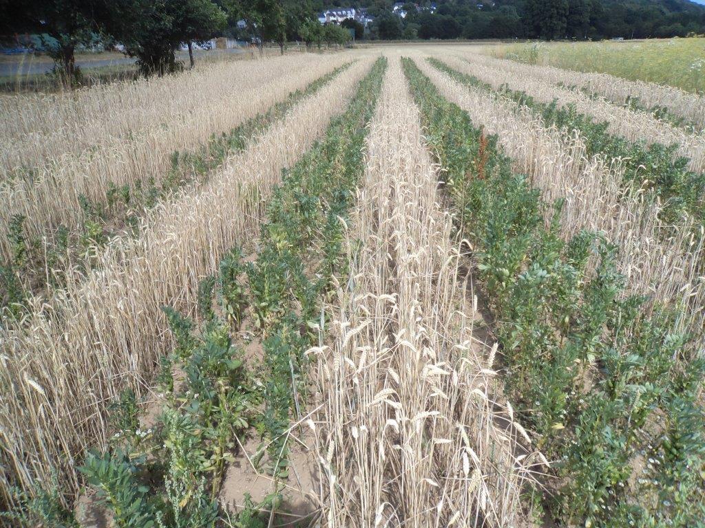 Photo 2 : Cultures synchrones de froment et féveroles en bandes alternées (S. Hatt)