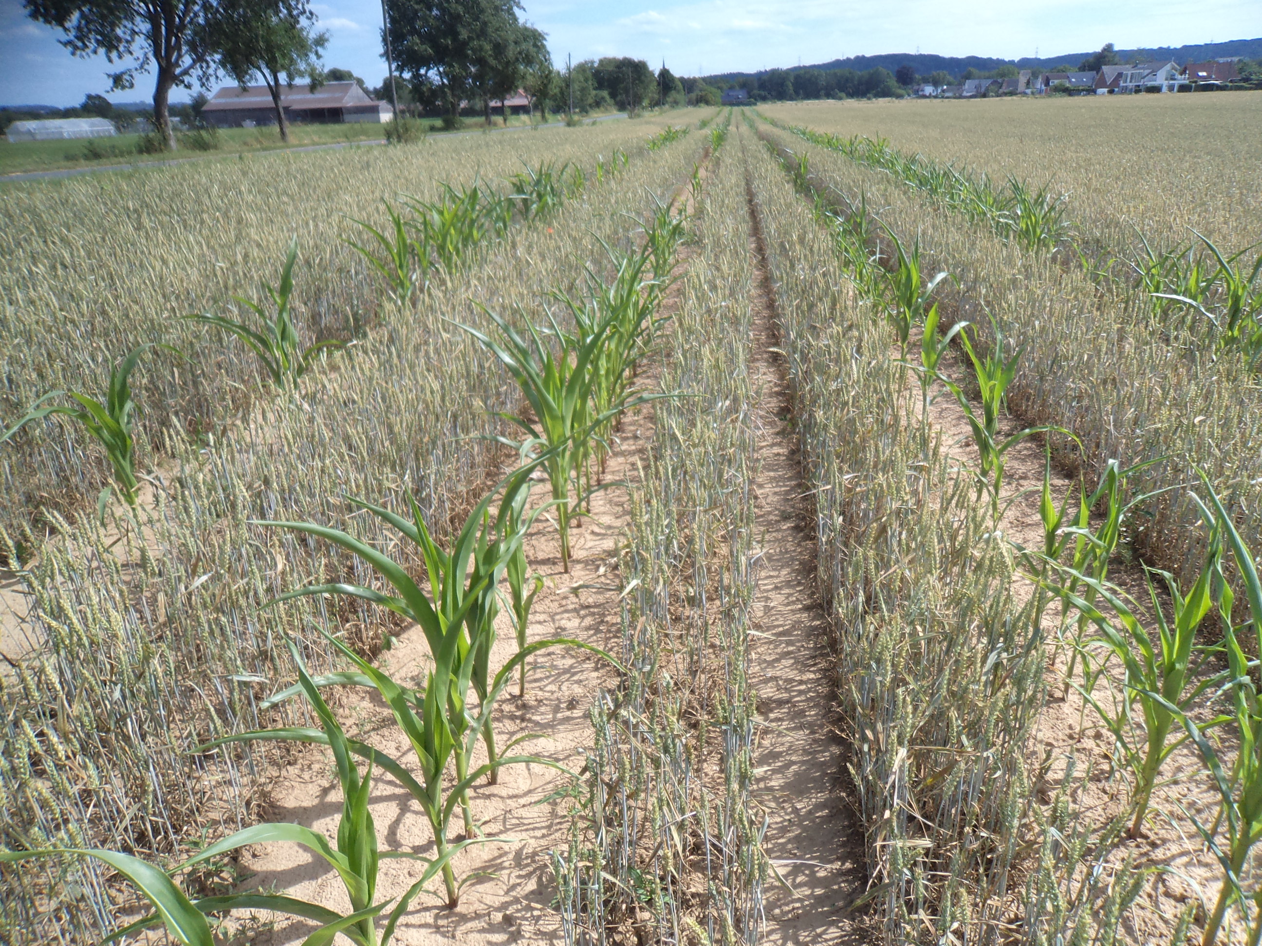 Photo 3 : Cultures en relais de froment et maïs (S. Hatt)