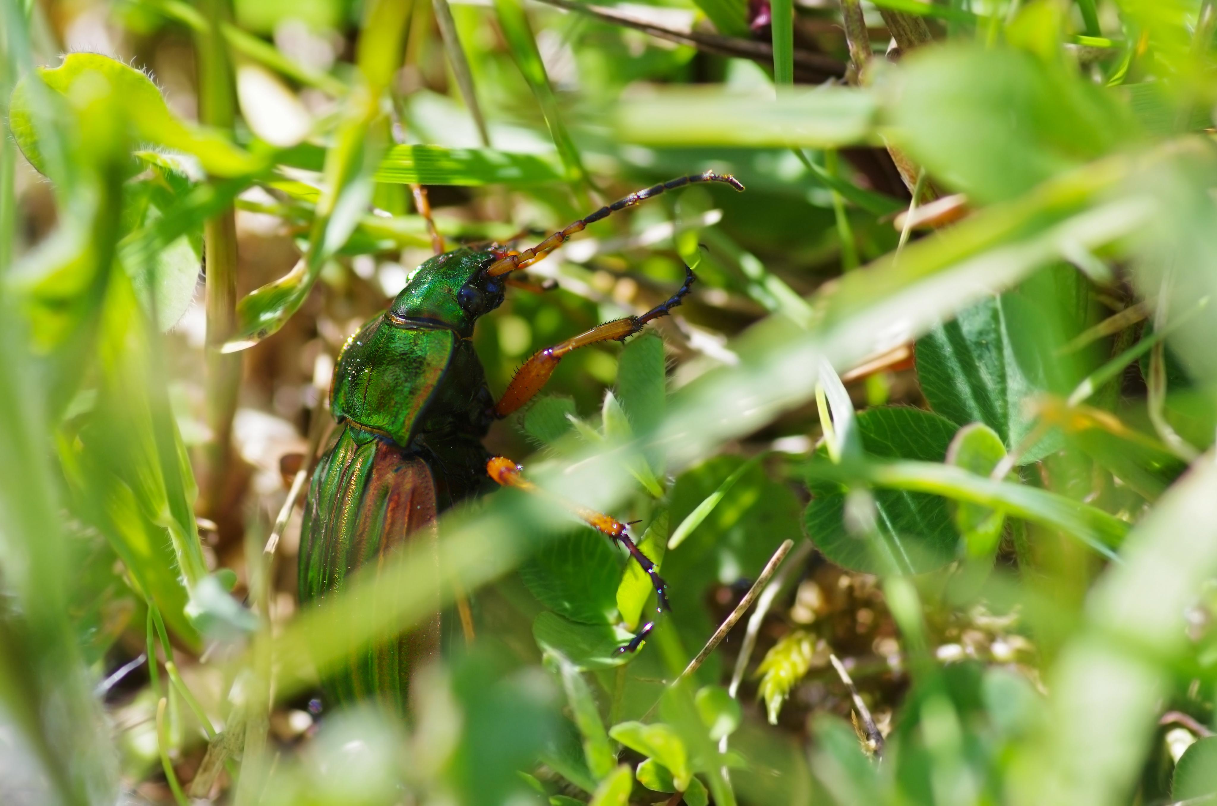 Photo 4 : Carabe doré (C. Dopagne)