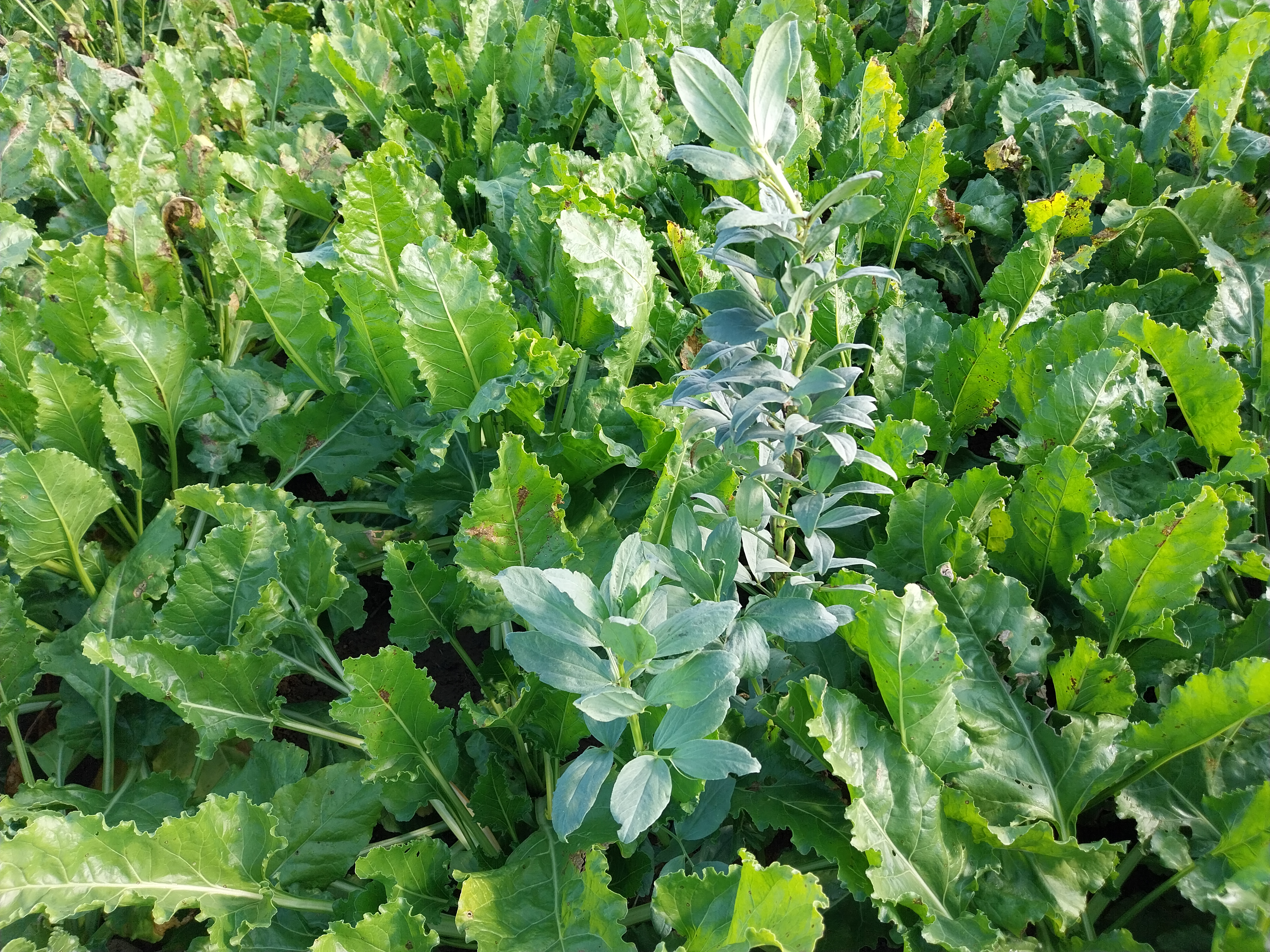 Photo 5 : Betterave associée à la féverole comme plante compagne (S. Hatt)