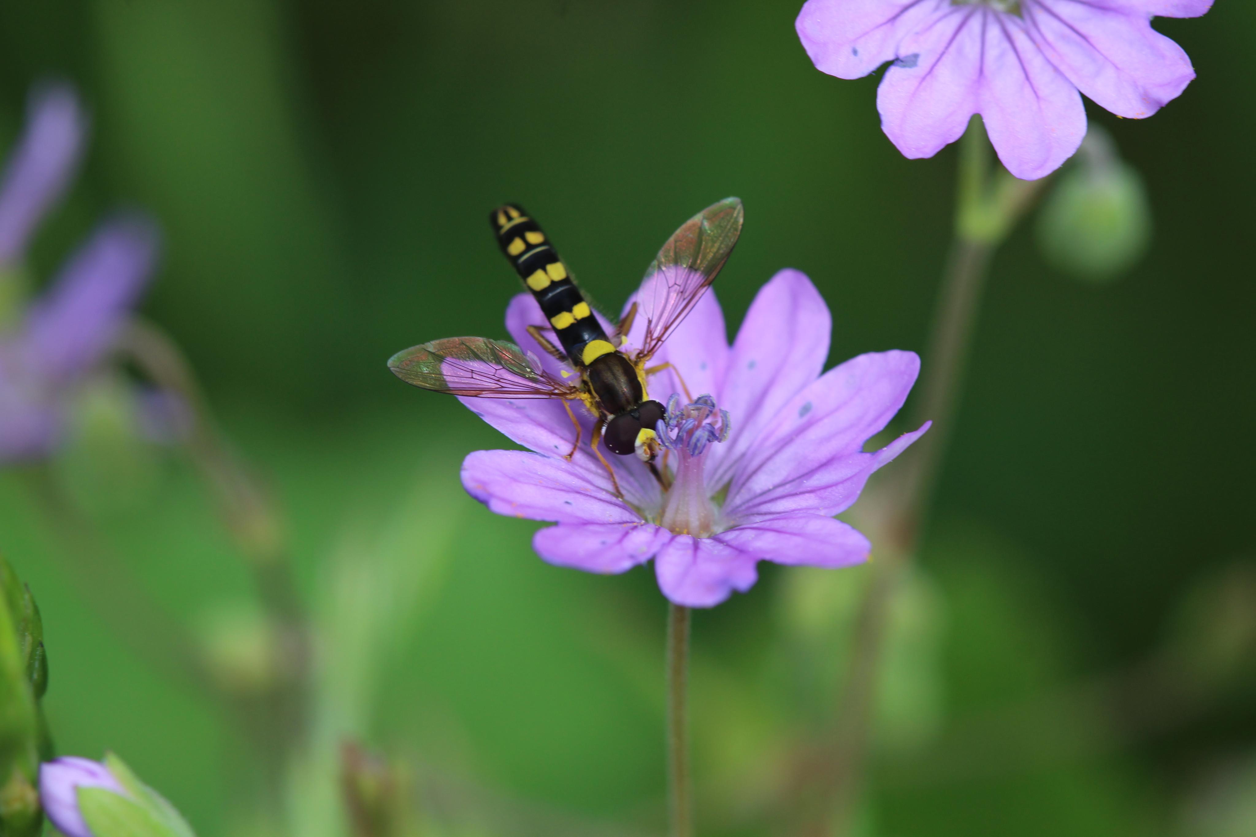 Syrphe porte-plume, Séverin Hatt