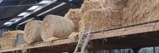Paille et foin chez Harry
