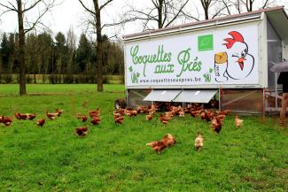 Coquettes aux Prés