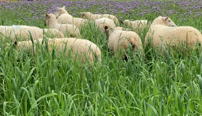 Figure 7 : Pâturage des moutons dans des couverts