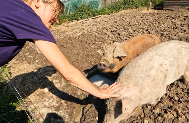 Illustration_Géraldine caresse les cochons