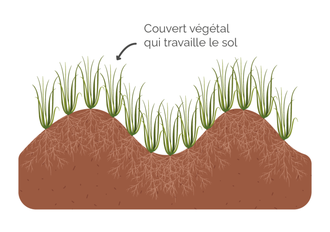Illustration couvert végétal