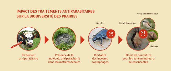 Impact des traitements antiparasitaires sur la biodiversité des prairies