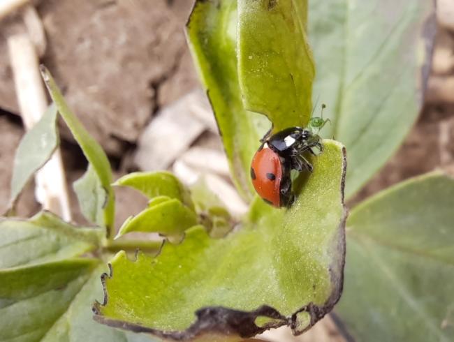 Une coccinelle mange un puceron sur une féverole