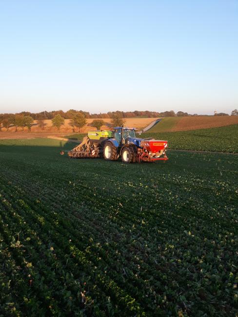 Semis direct à disques dans des repousses de colza et de trèfle blanc géré chimiquement