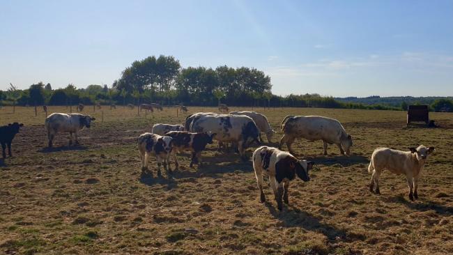 Troupeau mixte de BBB et d'Aubrac