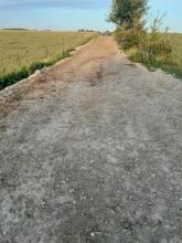 Chemin en terre chaulée que les vaches empruntent pour accéder aux paddocks.