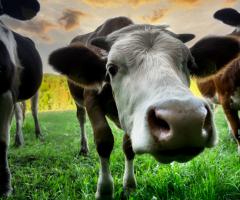 vache curieuse