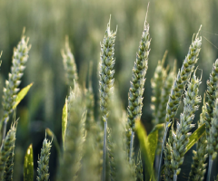 champ céréales PNPE