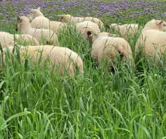 Figure 7 : Pâturage des moutons dans des couverts